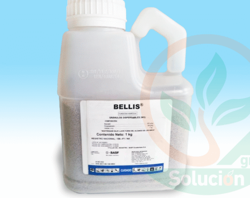 BELLIS---Agro-Solucion